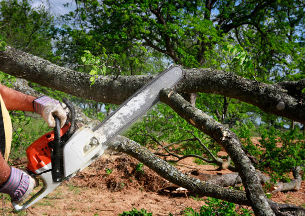 Tree Branch Trimming in Ironton, MO